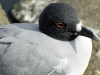 Swallow-tailed Gull