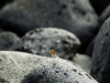 Lava Lizard