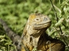Land Iguana