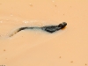 dscf1484