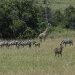 kenya-2009-21-of-79